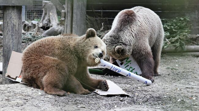 Медведи, сбежавшие из зоопарка Wildwood Devon