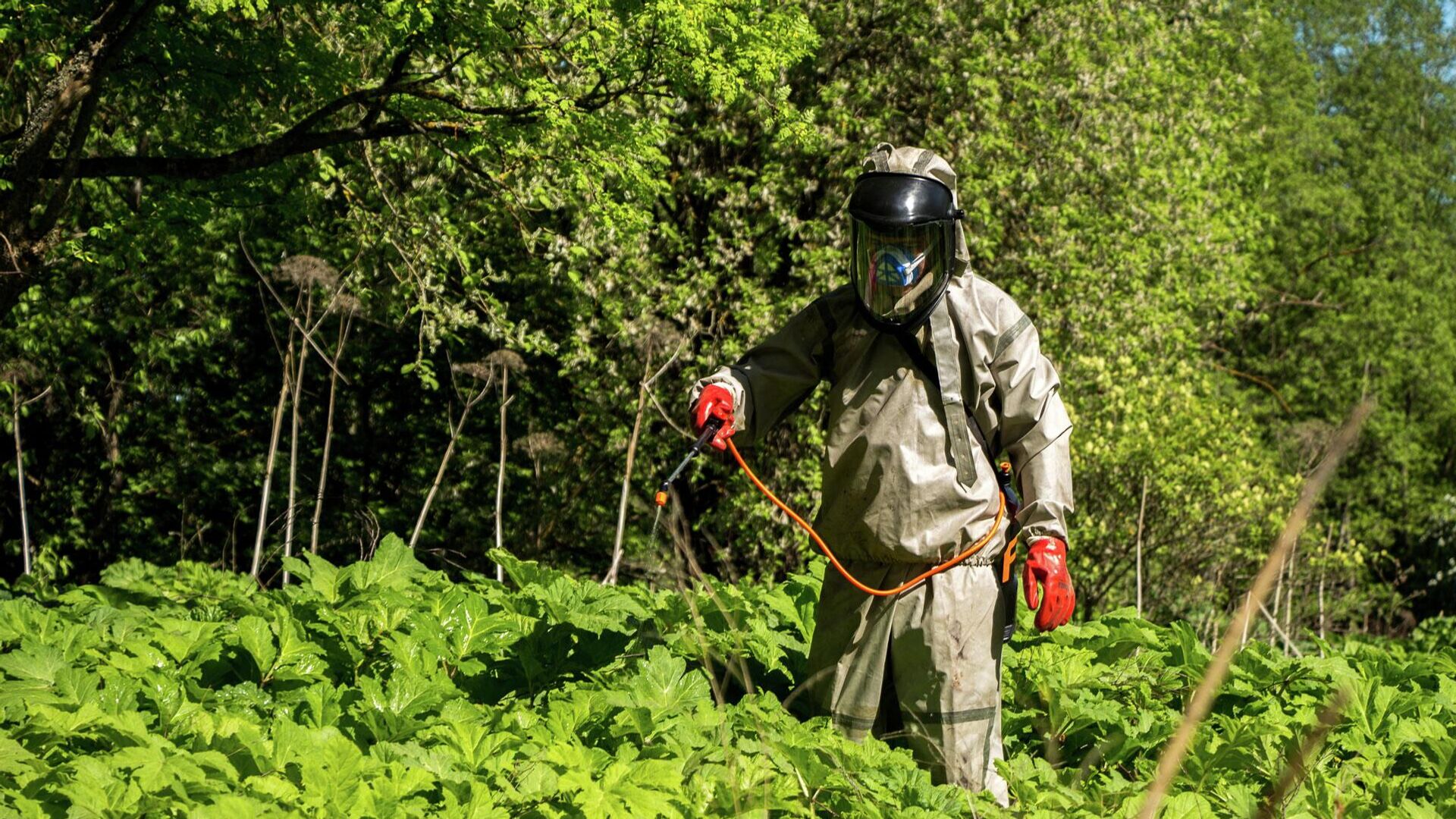 Более 19 тысяч гектаров обработали от борщевика в Московской области ...