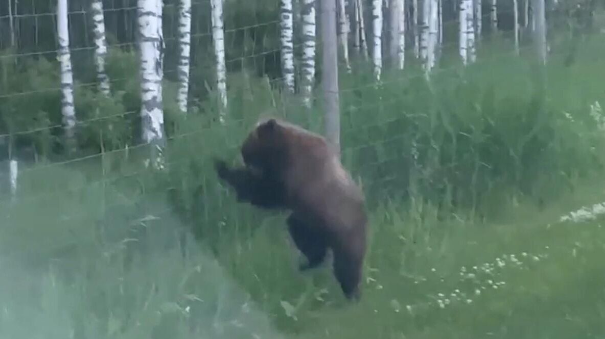 Медведь в Лодейнопольском районе Ленинградской области, который пытался столкнулся со сплошным забором  - РИА Новости, 1920, 24.06.2025