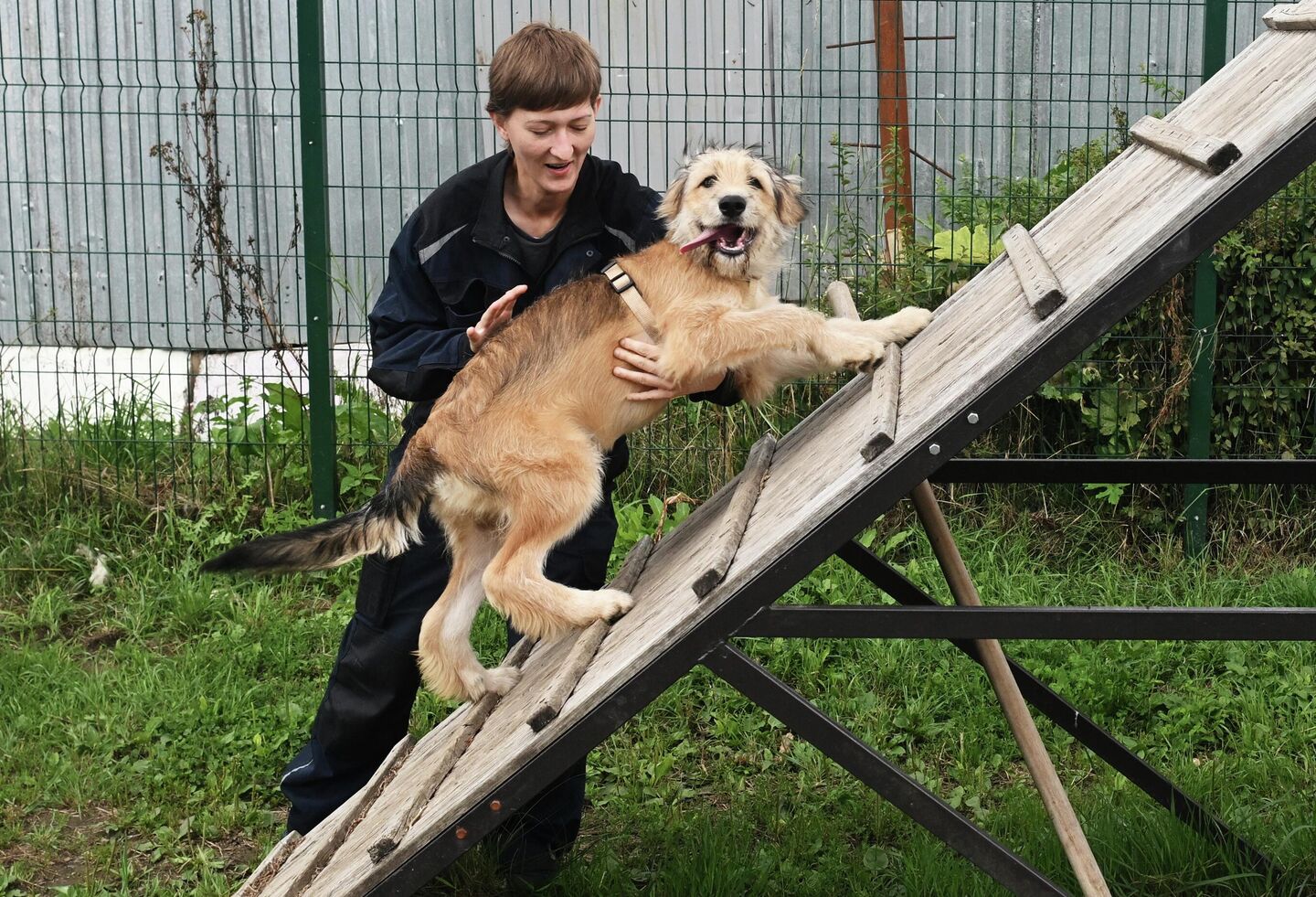 Приют для животных в Зеленограде Приют для животных в Зеленограде