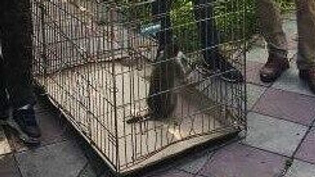 Зеленую мартышку изъяли у жителя города Стаханова в ЛНР