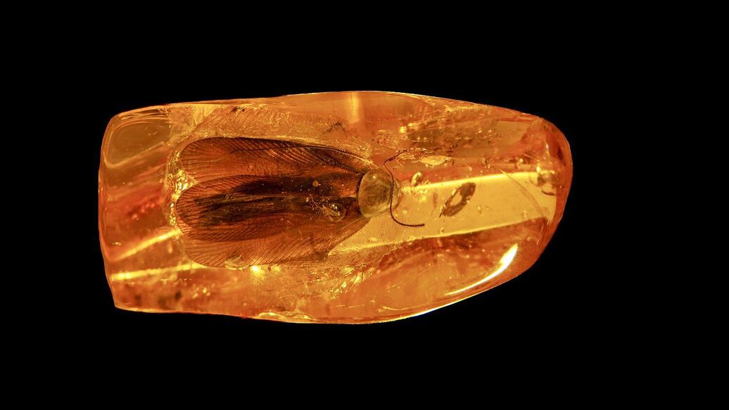 Эксперт оценил добытый под Калининградом янтарь с древним тараканом