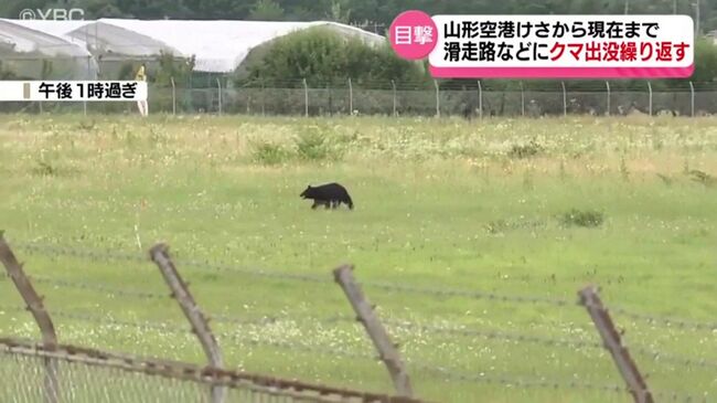 Медведь на территории аэропорта в Японии