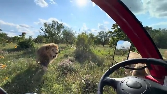 Поездка ко львам перед нападением на владельца парка