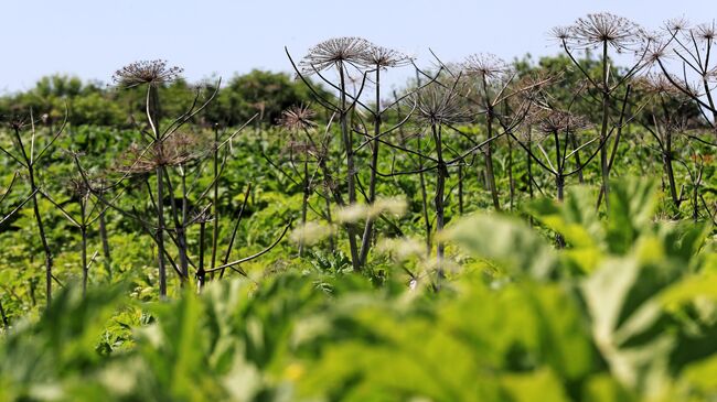 Как избавиться от сорняков