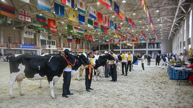 28-я областная выставка племенных животных Звезды Подмосковья-2025 28-я областная выставка племенных животных Звезды Подмосковья-2025