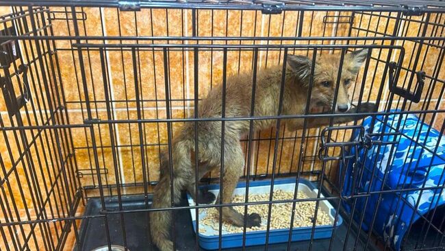 Лиса, застрявшая в очистных сооружениях на берегу озера Сенеж в Подмосковье