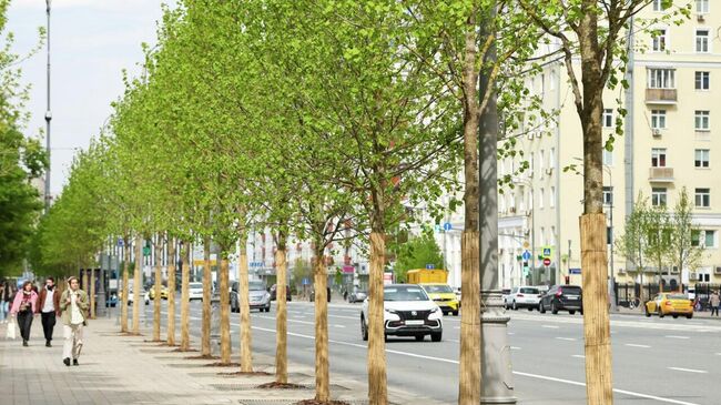 Деревья на Ленинском проспекте в Москве