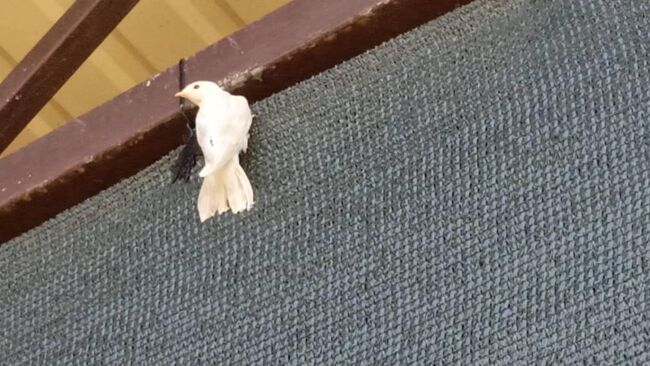 Ласточка-альбинос поселилась во дворе жителя Зязиков-Юрта в Ингушетии