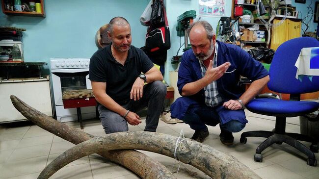 Бивни мамонта, найденные в Астраханской области