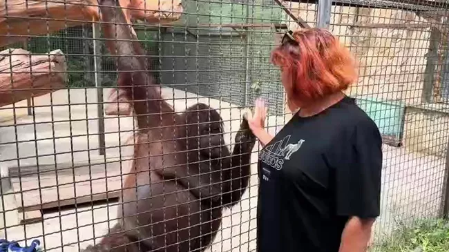Обезьяна Дана