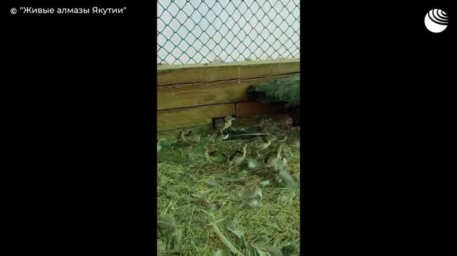 Первые в этом году птенцы павлина в природном парке Живые алмазы Якутии