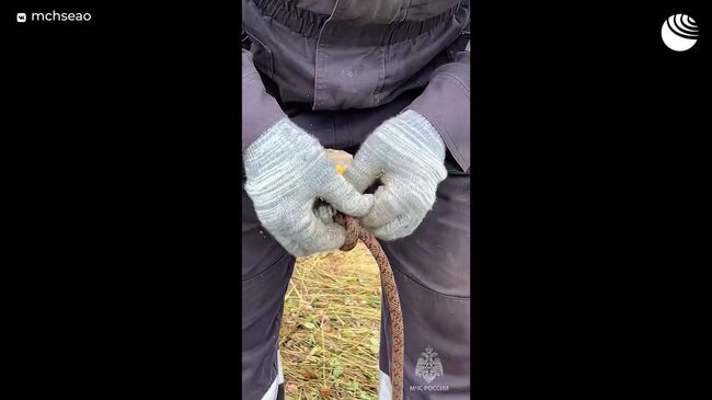 Спасение коровы из битумной ямы