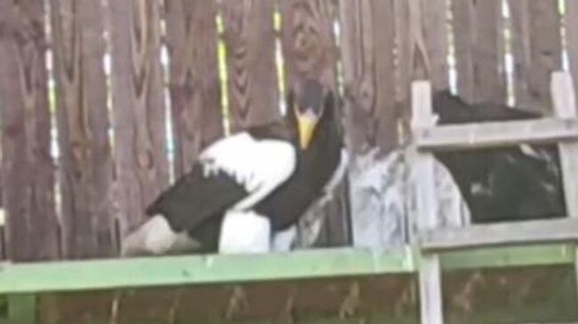 Птенец белоплечего орлана в Центре Воспроизводства 