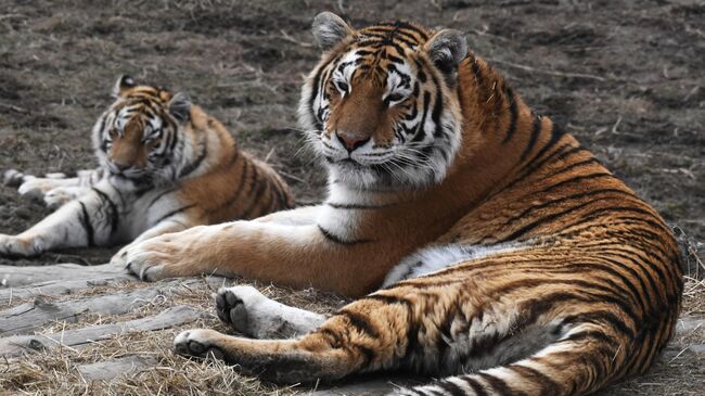 Амурские тигры