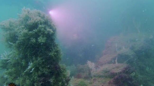 Структуры, обнаруженные археологом Майклом Доннелланом у побережья Кадиса в Испании Структуры, обнаруженные археологом Майклом Доннелланом у побережья Кадиса в Испании