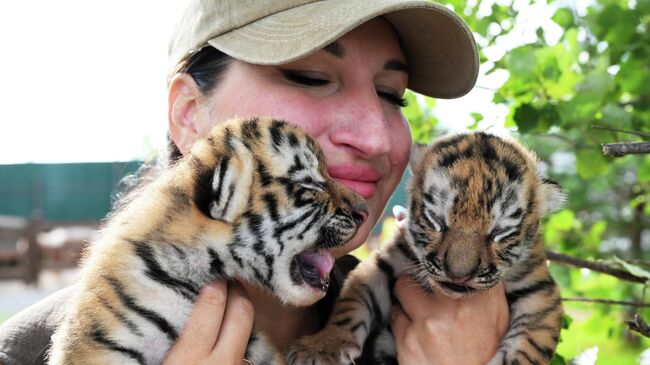 Новорожденные тигрята в зоопарке Приморья