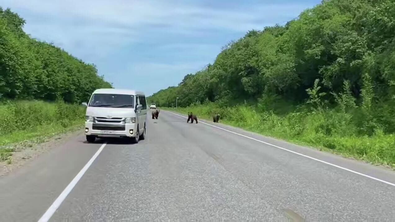 Медвежата на трассе на Камчатке - РИА Новости, 1920, 03.07.2025