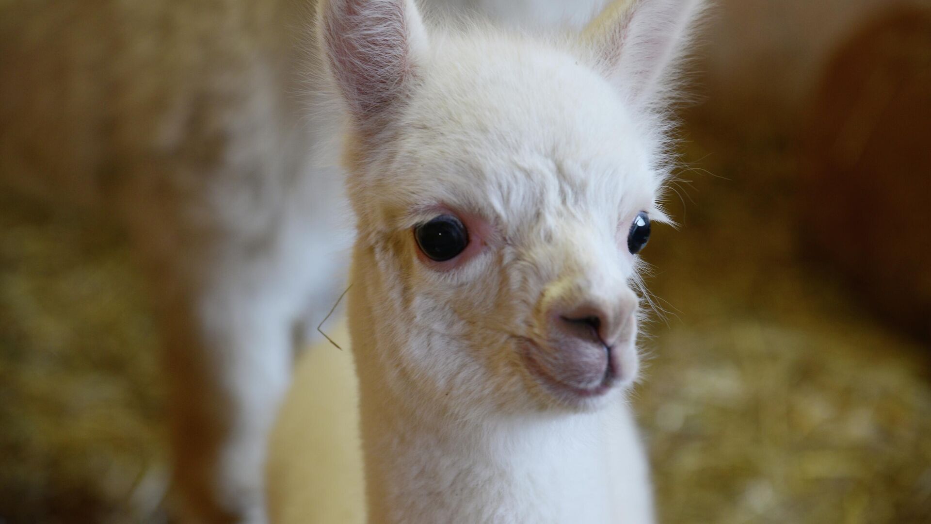 Детеныш альпака - РИА Новости, 1920, 03.07.2025