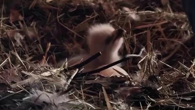 Птенец белоголового орлана в зоопарке Малинки в Ростовской области