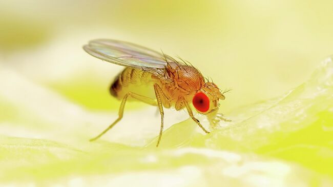 Муха-дрозофила Муха-дрозофила