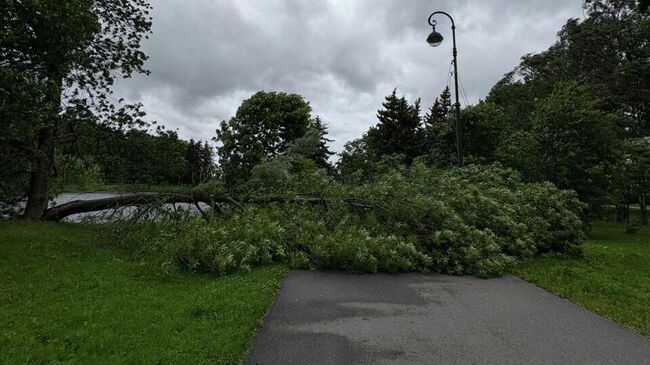 Последствия сильного ветра в Санкт-Петербурге