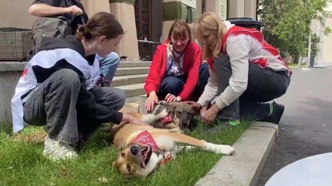 Выставка-пристройство животных из городских приютов на ВДНХ. Кадр видео
