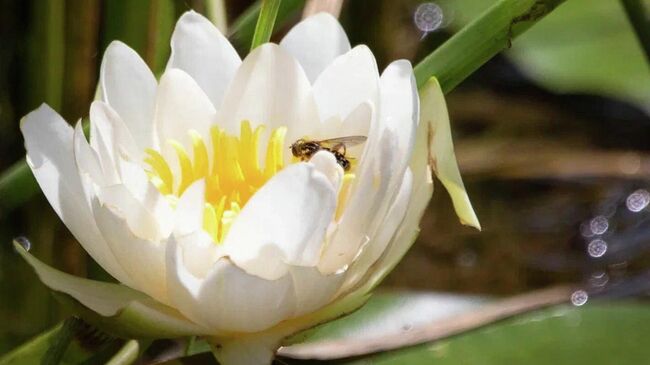 В Москве зацвели кувшинки и кубышки