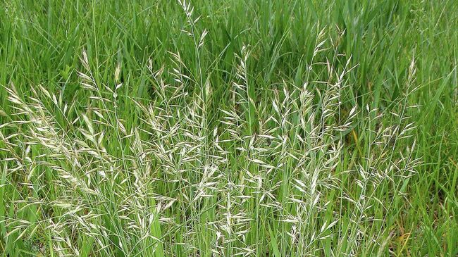 Злаковые растения на природных территориях Москвы