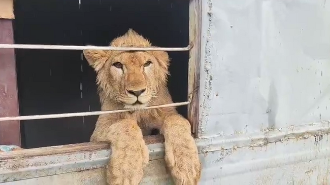 Лев, живущий у блогера в ХМАО