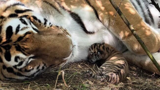 В крымском сафари-парке Тайган амурская тигрица родила тройню