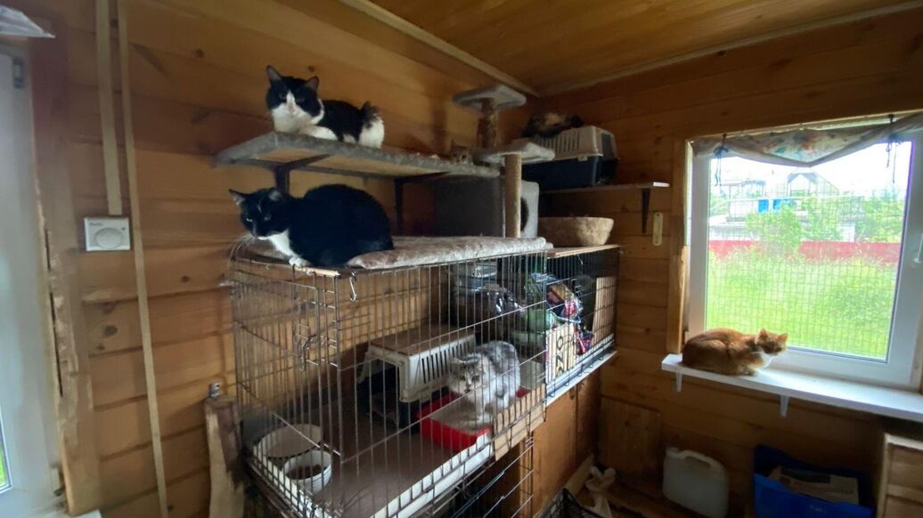 © Помощь кошкам Аллы (