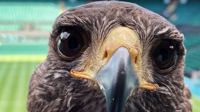Гроза голубей Уимблдона ястреб ко кличке Руфус