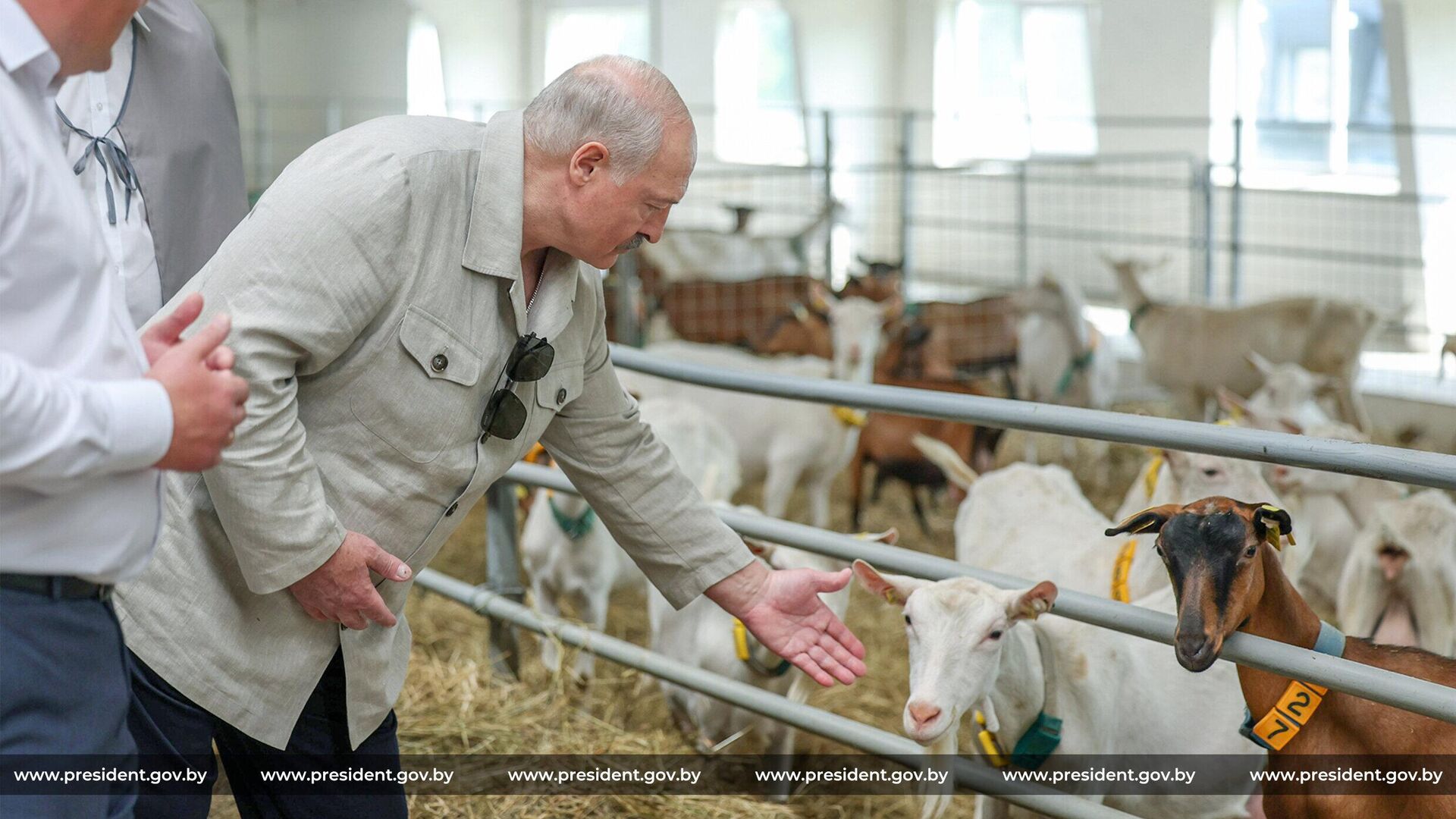 Президент Белоруссии Александр Лукашенко во время поездки на ферму по содержанию и выращиванию племенных коз в Могилевской области - РИА Новости, 1920, 08.07.2025