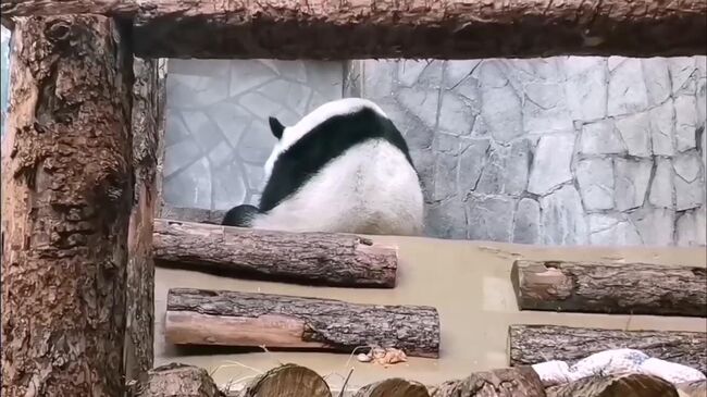 Панды в Московском зоопарке 