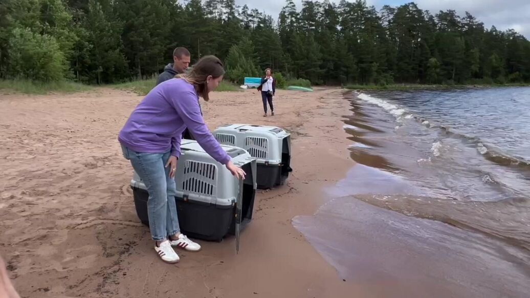 В Ладожское озеро выпустили двух нерпят