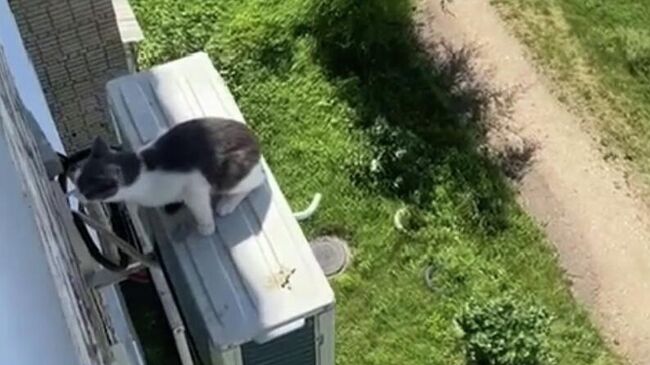 Кошка Феня на внешнем блоке кондиционера в Биробиджане. Кадр видео