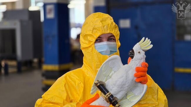 Радиоактивную статуэтку попугая нашли таможенники в посылке из Германии