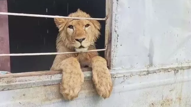 Львенок Харис блогера Амирхана Магомедова