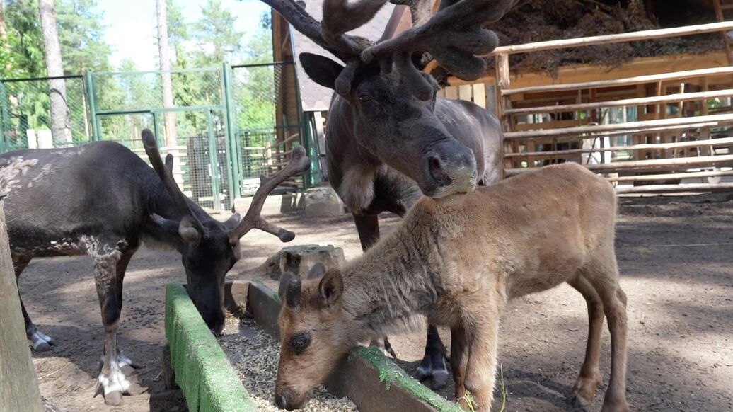 В вотчине Деда Мороза родились два северных олененка