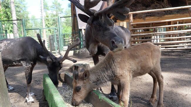 Два северных олененка появились на свет в вотчине Деда Мороза