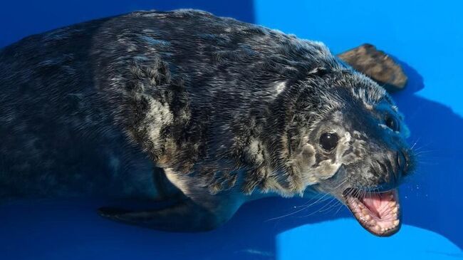 Сотрудники Ленинградской АЭС спасли белька Финика на побережье Финского залива