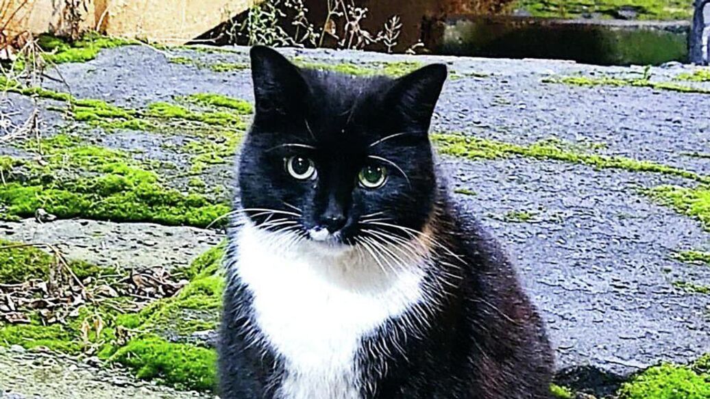 В Москве спасли двух кошек, замурованных при замене труб