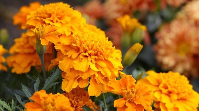 Бархатцы Бархатцы