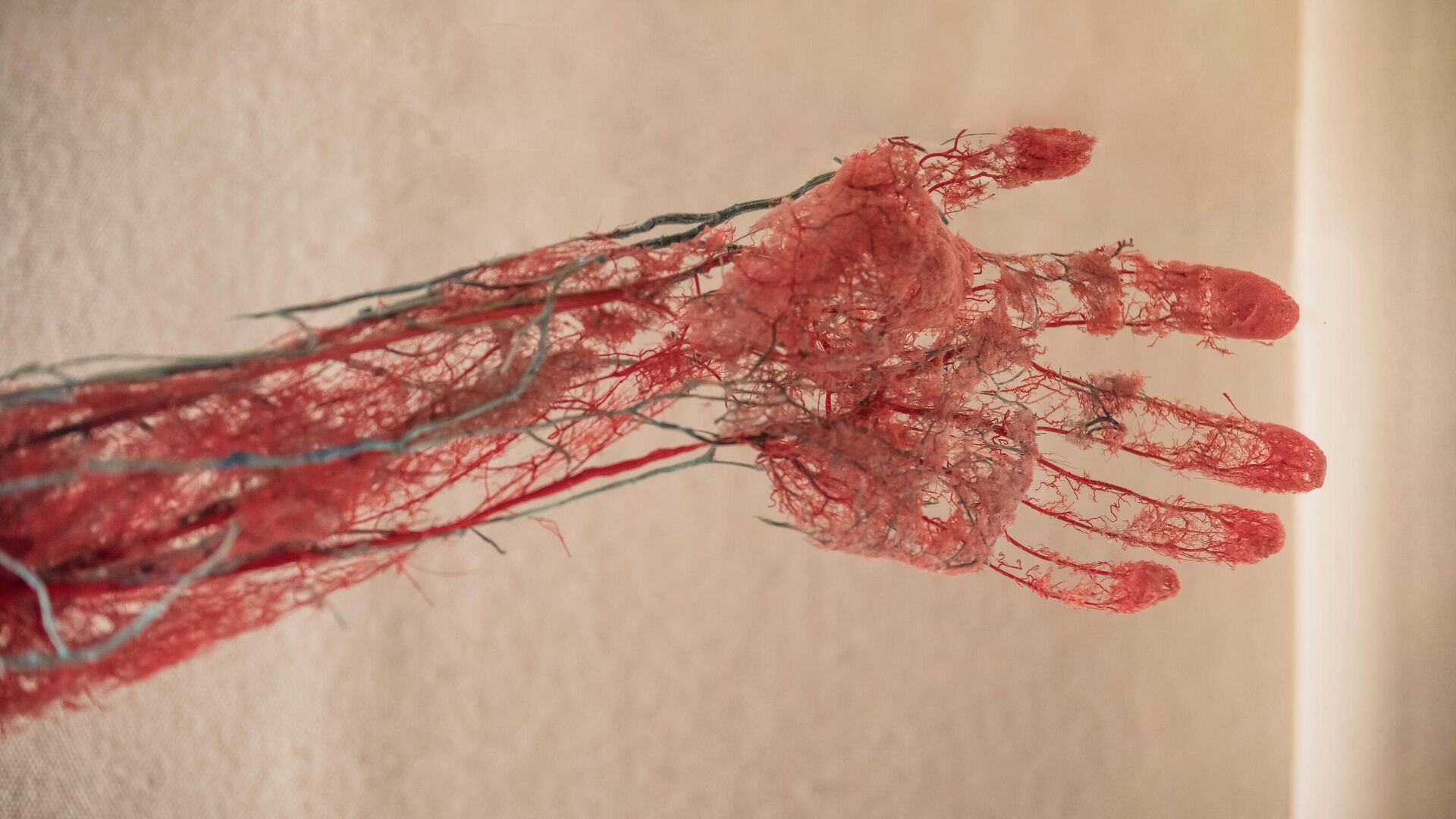 Кровеносные сосуды руки Кровеносные сосуды руки - РИА Новости, 1920, 14.07.2025