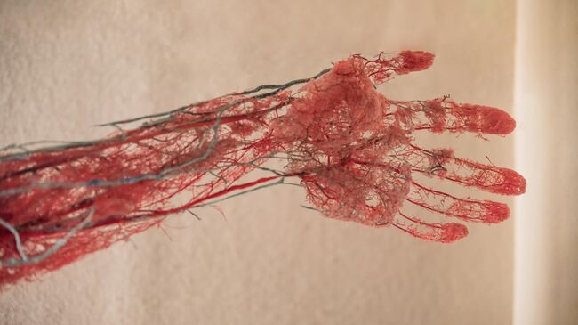 Кровеносные сосуды руки