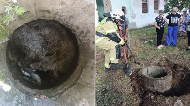 Огнеборцы МЧС России из Балея спасли провалившегося в люк телёнка