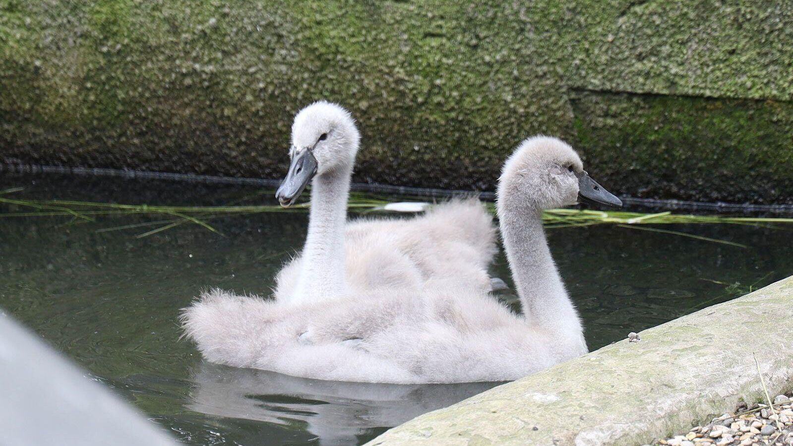 Птенцы лебедей в Московском зоопарке - РИА Новости, 1920, 13.07.2025
