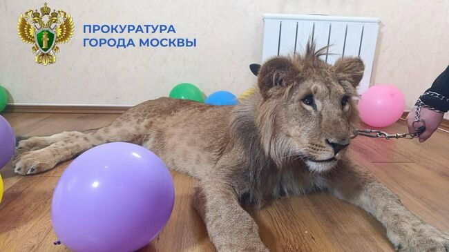 Лев, которого использовали для фотосессий