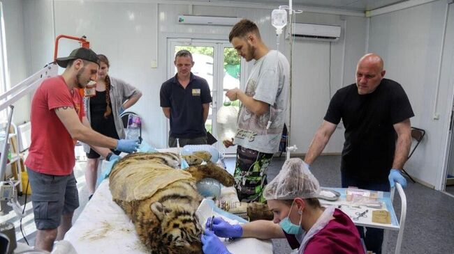 Ветеринары провели операцию по удалению молочных клыков амурскому тигренку